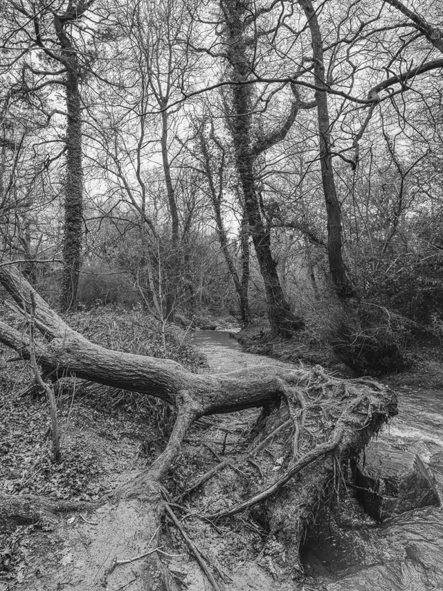Grace Dieu Brook